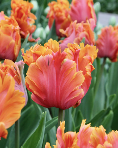 Tulp 'Amazing Parrot' (Papegaaitulp)