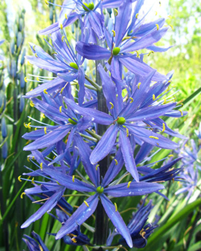 Camassia leichtlinii 'Caerulea' (Prairielelie)