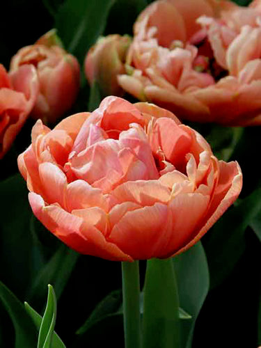 Tulp 'Copper Image' (Dubbele Tulp)
