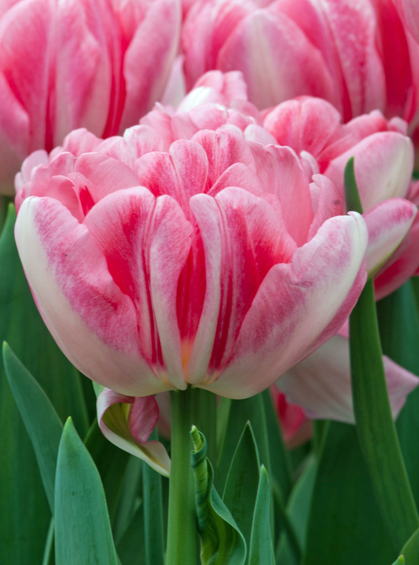 Tulp 'Foxtrot' (Dubbele Tulp)
