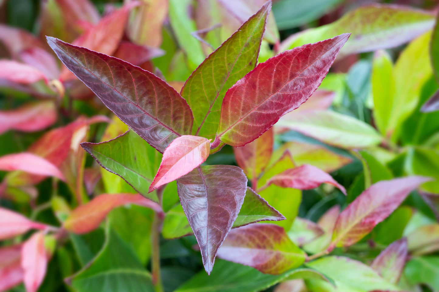 Leucothoe 'Zeblid' (Druifheide)