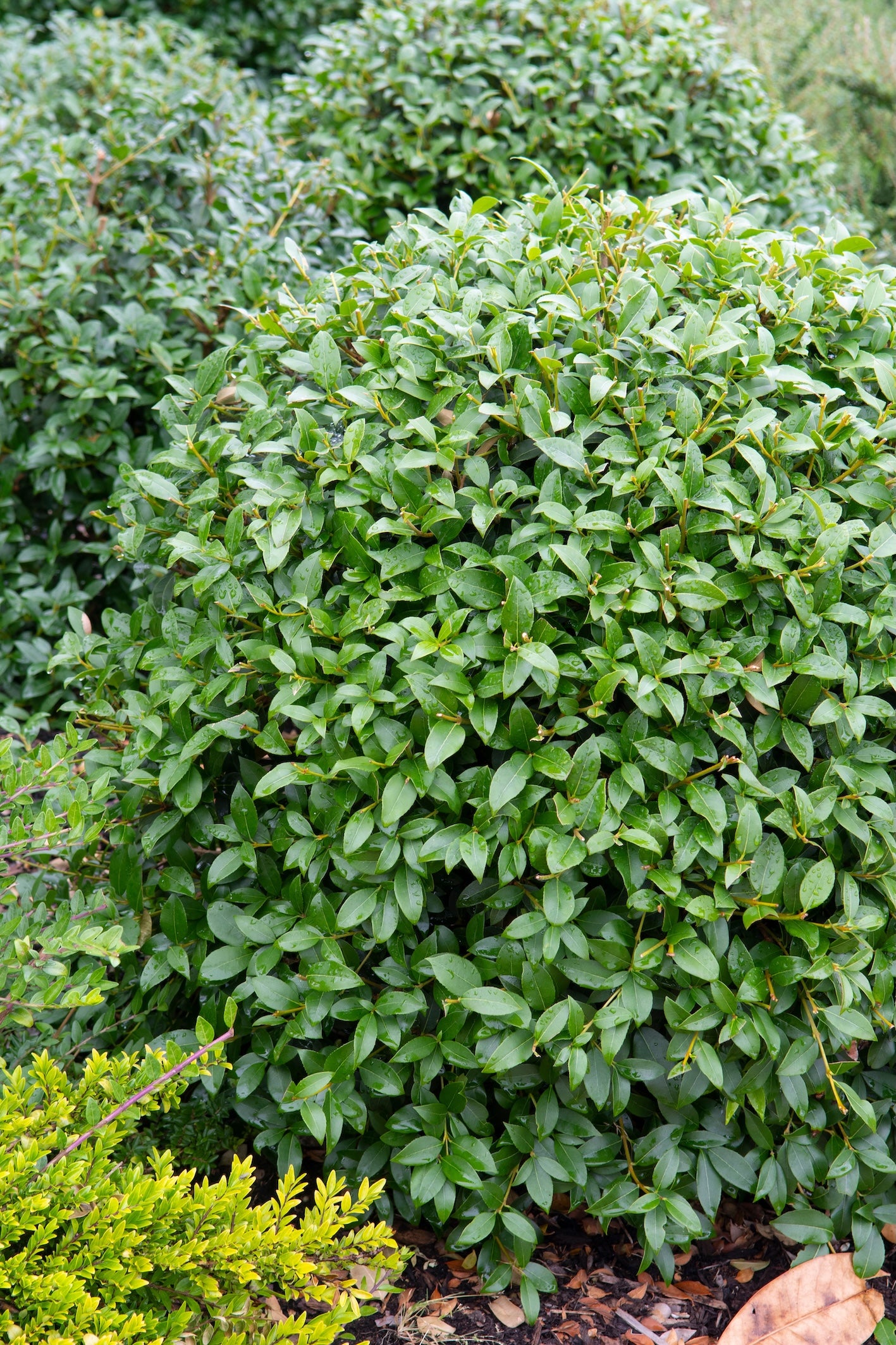 Osmanthus × burkwoodii (Schijnhulst)