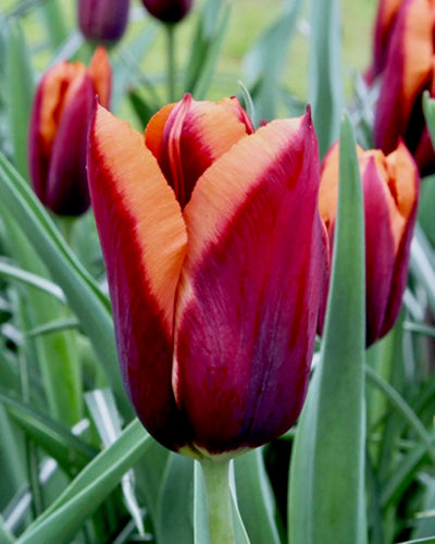Tulp 'Slawa' (Tulp)
