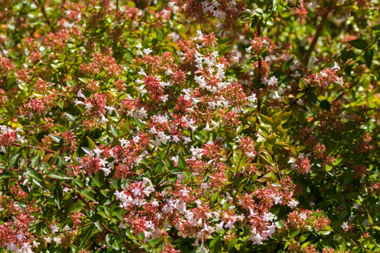 Abelia × grandiflora (Grootbloemige Abelia)