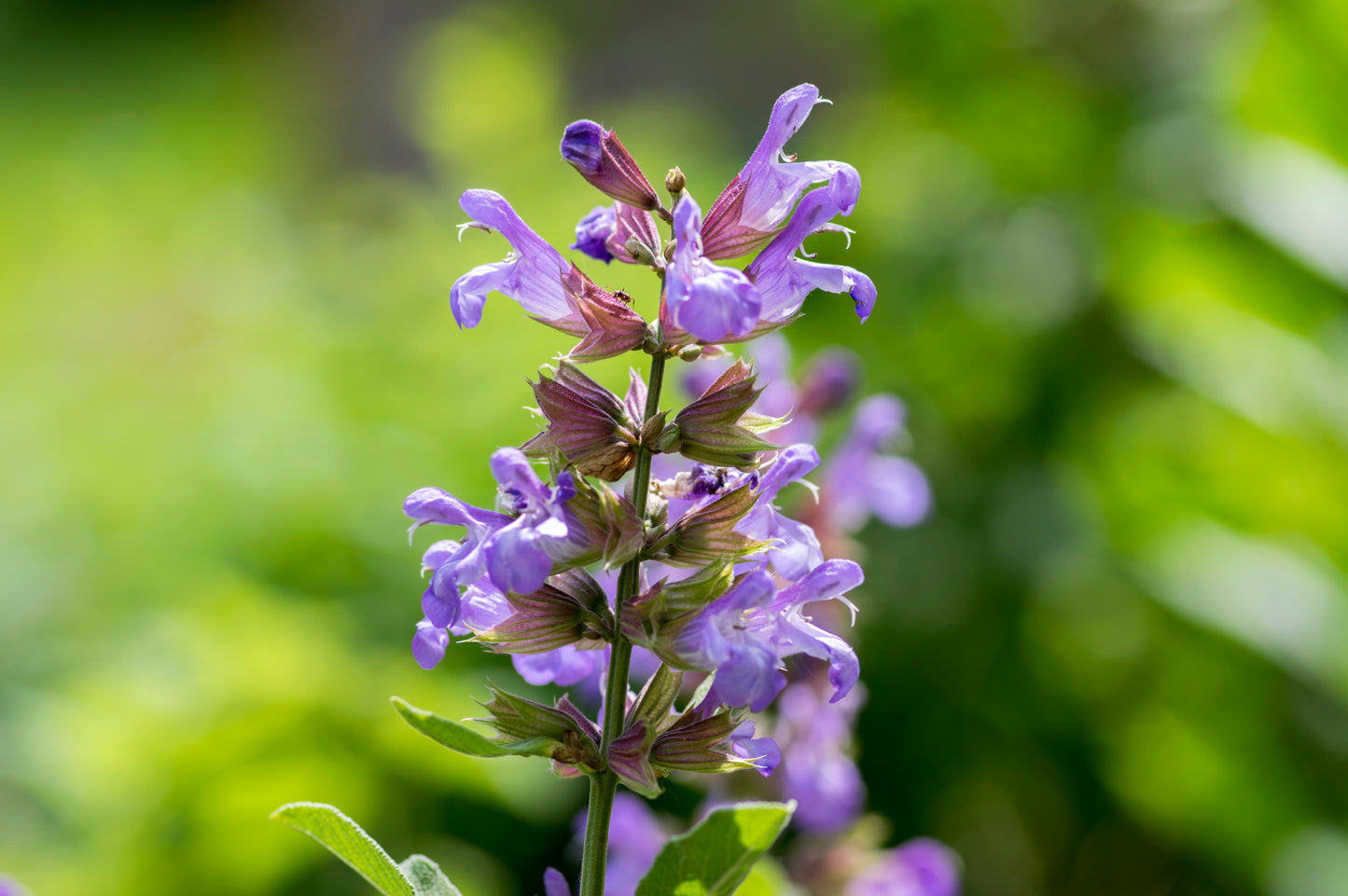 Salvia officinalis 'Berggarten' (Echte salie)
