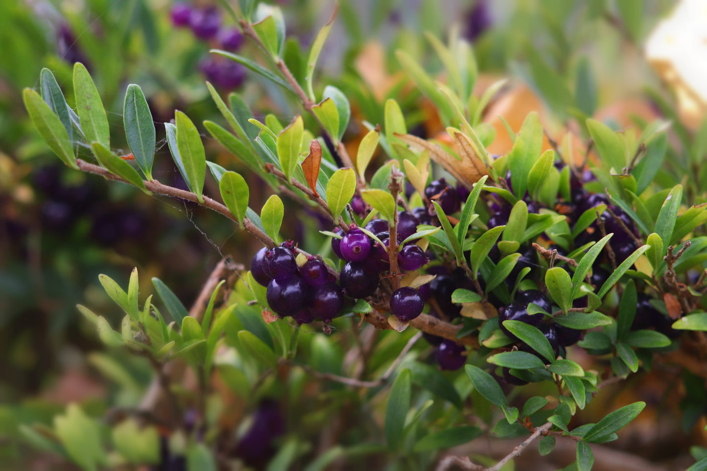 Lonicera nitida (Struikkamperfoelie)