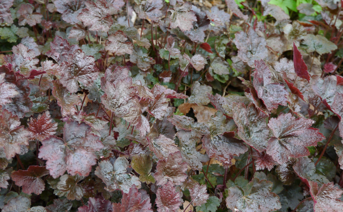 Heuchera micrantha 'Palace Purple' (Purperklokje)