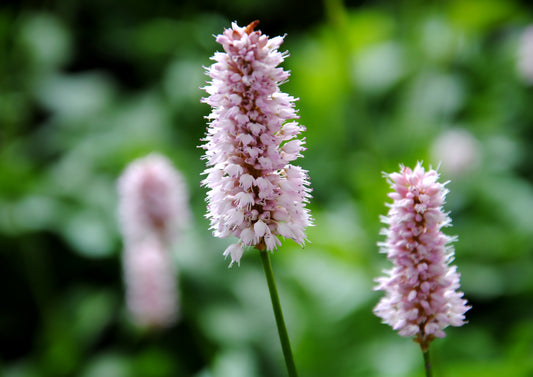 Persicaria bistorta (Adderwortel)