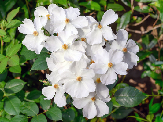 Rosa 'Kew Gardens' (Engelse Struikroos)