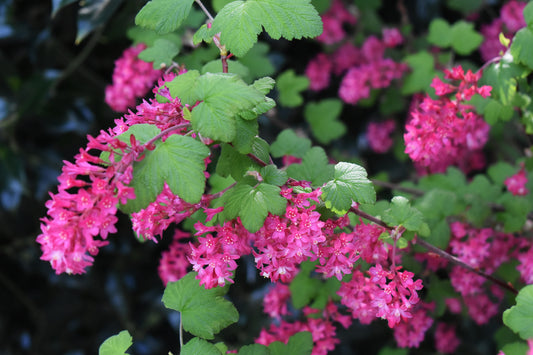 Ribes sanguineum 'King Edward VII' (Rode Schurftbes / Sierbes)