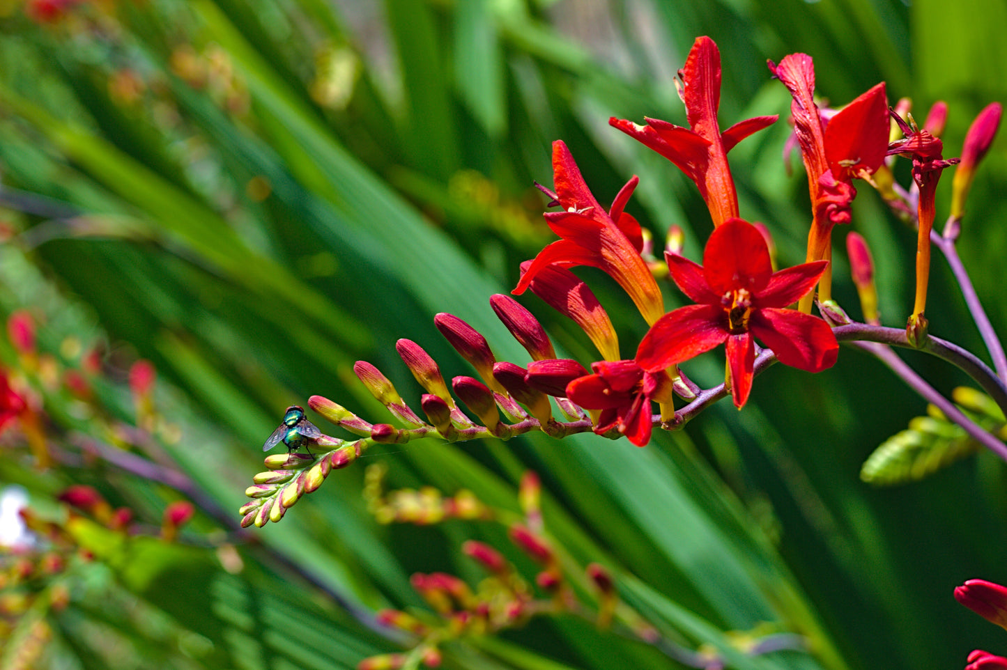 Crocosmia 'Lucifer' (Montbretia)
