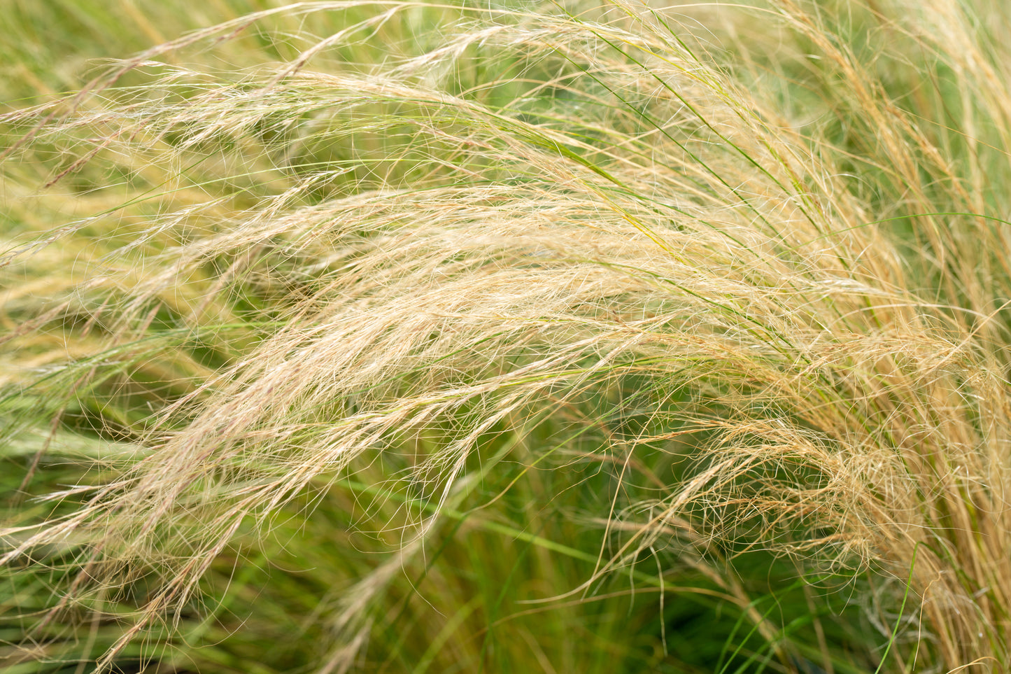 Stipa tenuissima (Vedergras)