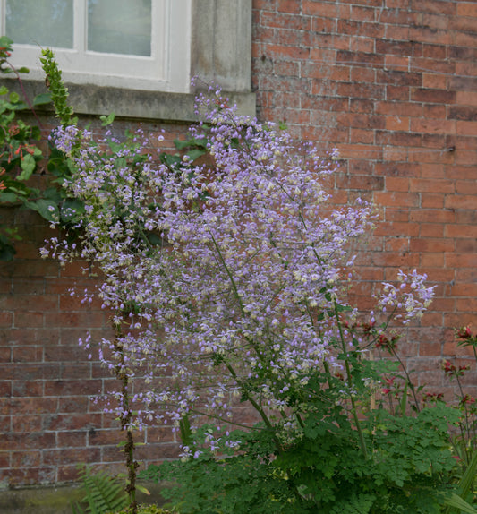 Thalictrum delavayi (Chinese ruit)