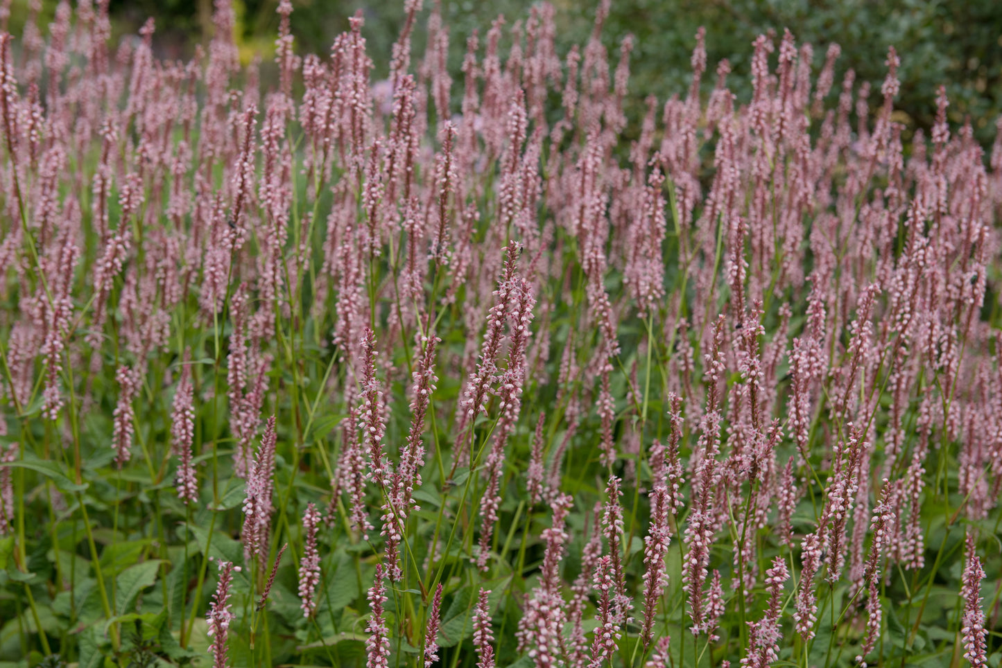 Persicaria amplexicaulis 'Rosea' (Duizendknoop)