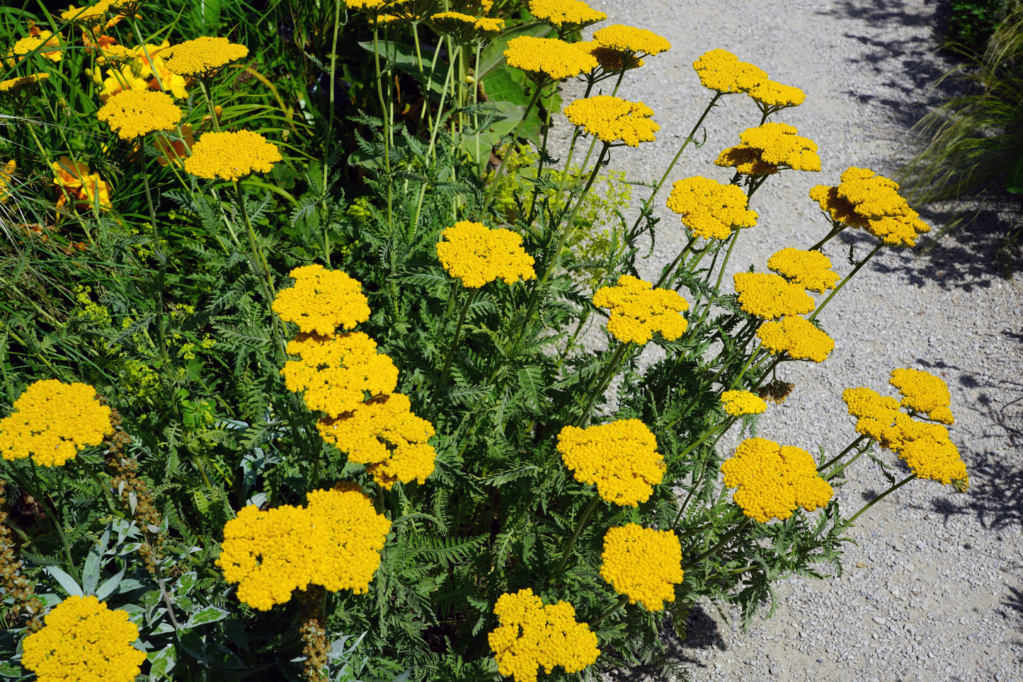 Achillea 'Moonshine' (Duizendblad)