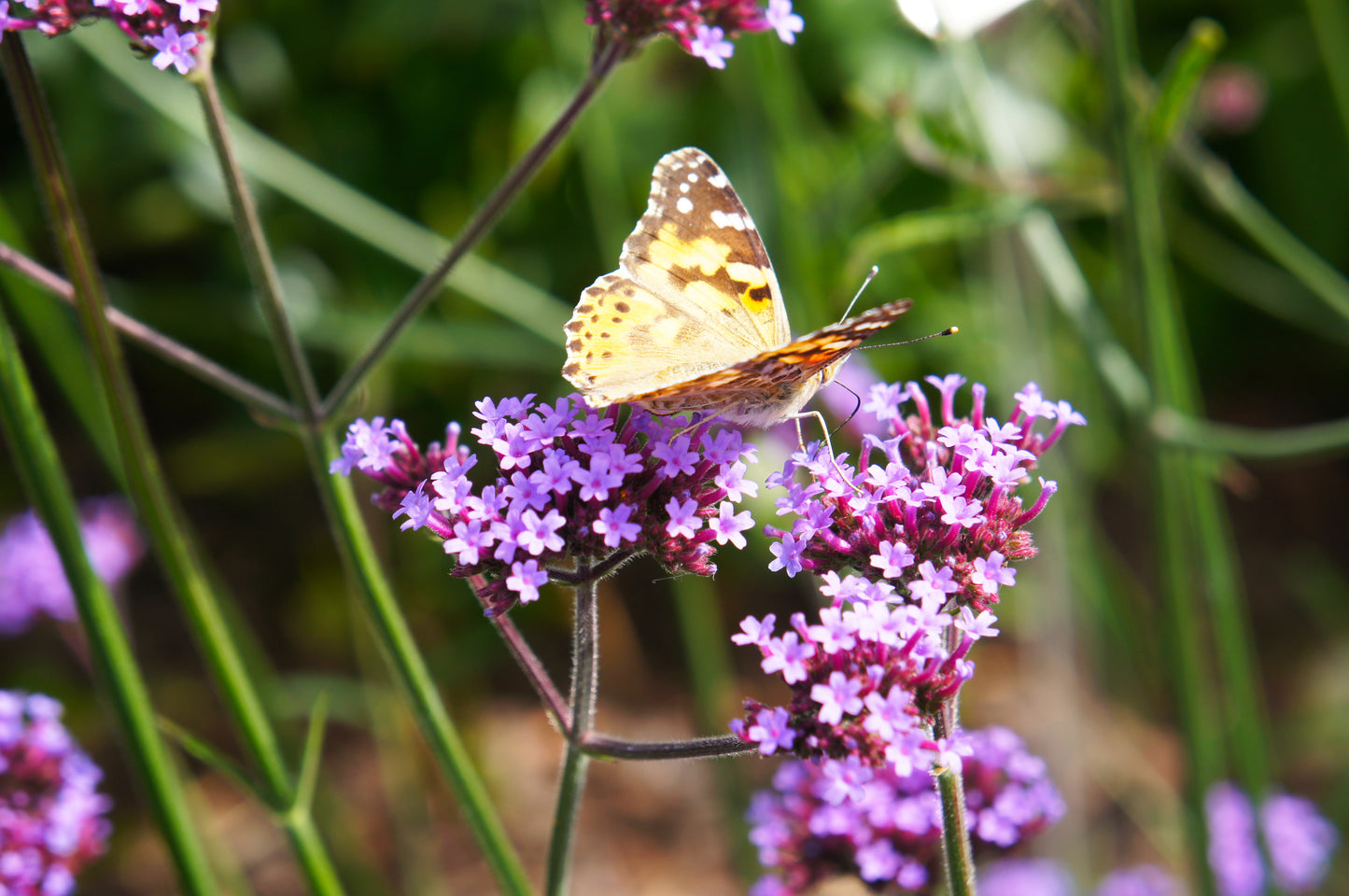 Verbena bonariensis 'Lollipop' (IJzerhard)