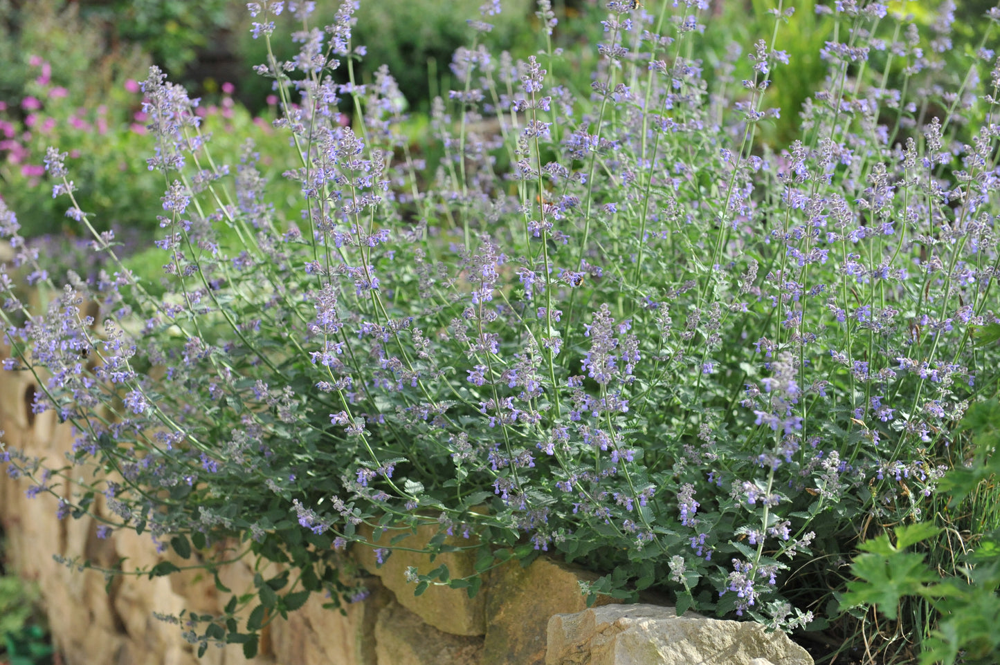 Nepeta 'Six Hills Giant' (Kattenkruid)