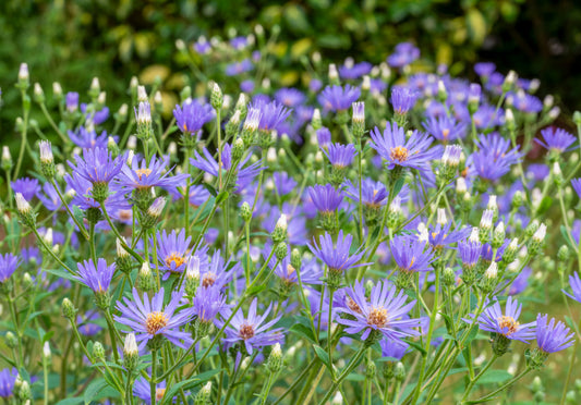 Aster macrophyllus 'Twilight'