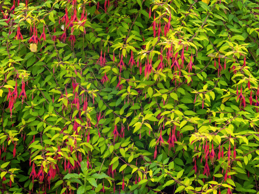 Fuchsia magellanica (Bellenplant / Geaarde Fuchsia)
