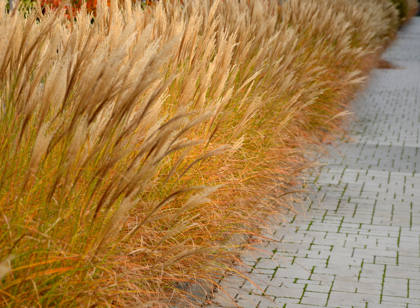 Miscanthus sinensis 'Adagio' (Prachtriet)