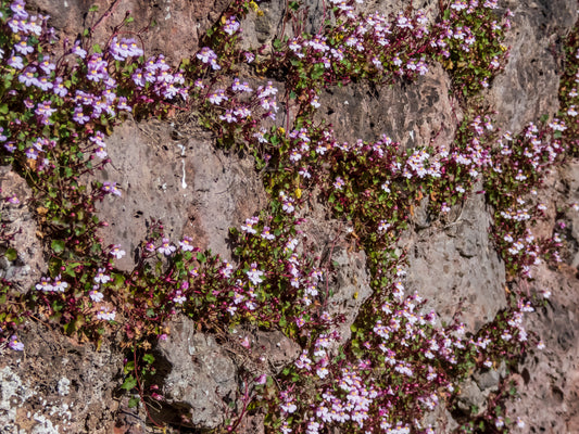 Cymbalaria muralis (Muurleeuwenbek)