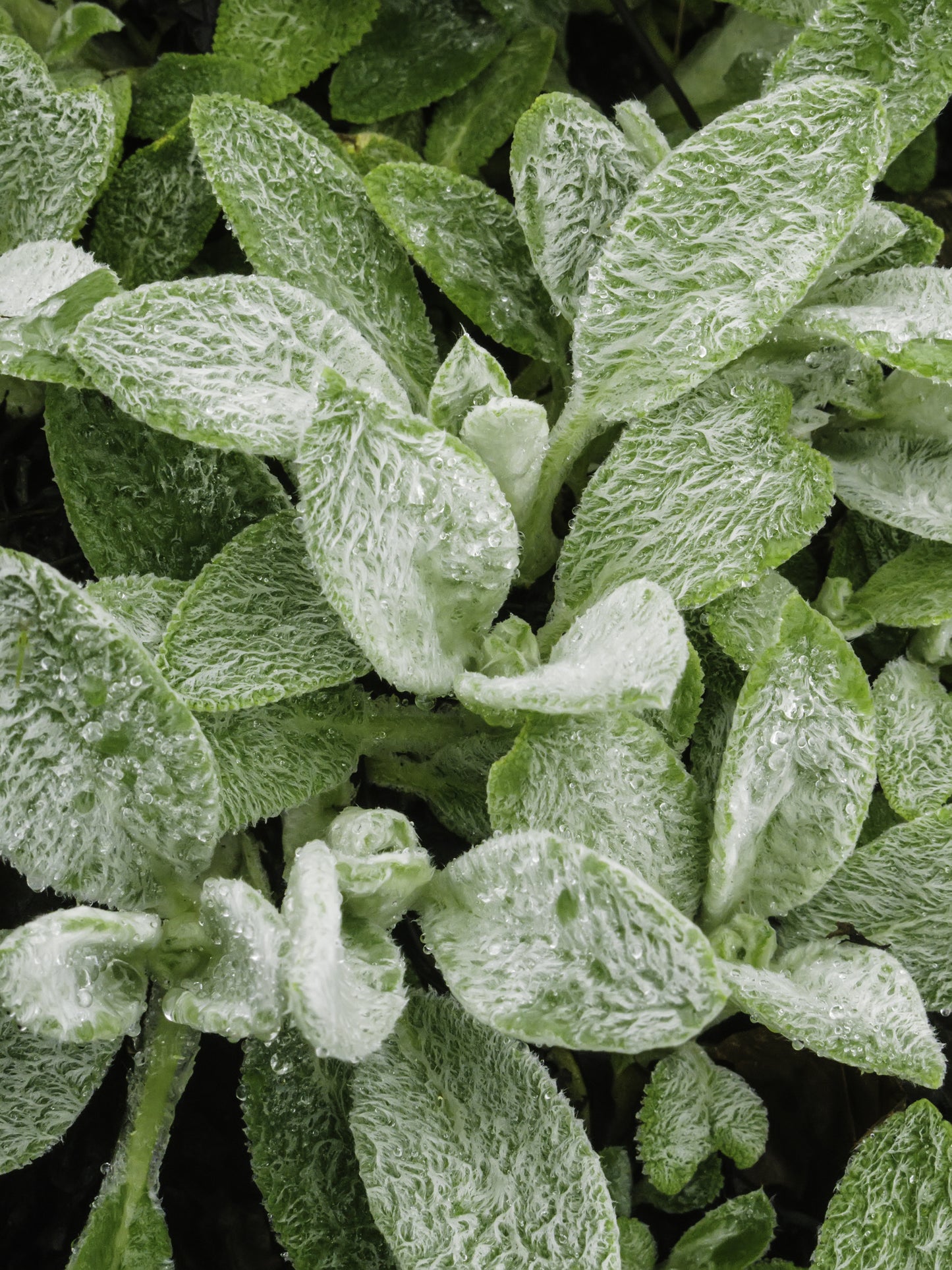 Stachys byzantina (Ezelsoren)
