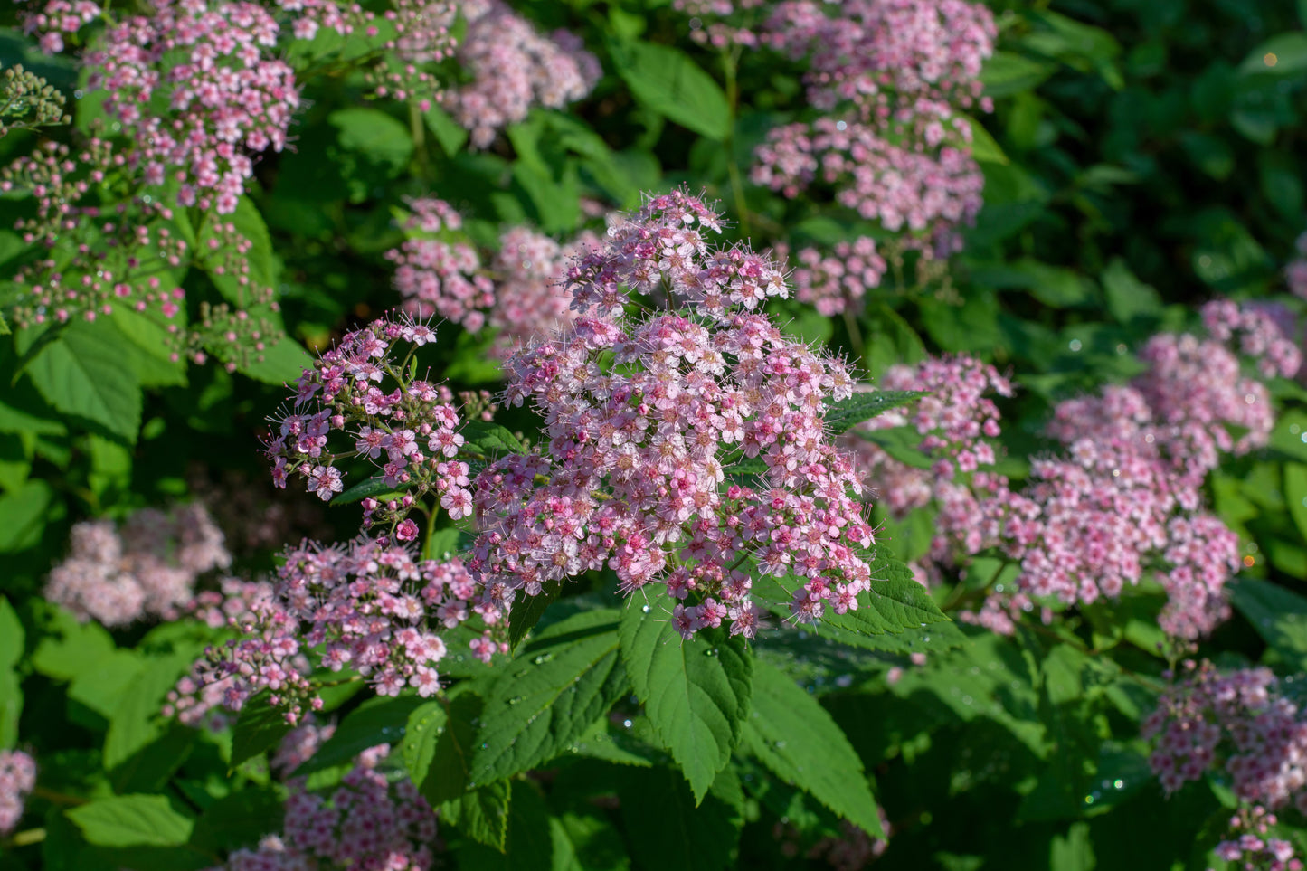 Spiraea japonica 'Little Princess' (Japanse Spierstruik)