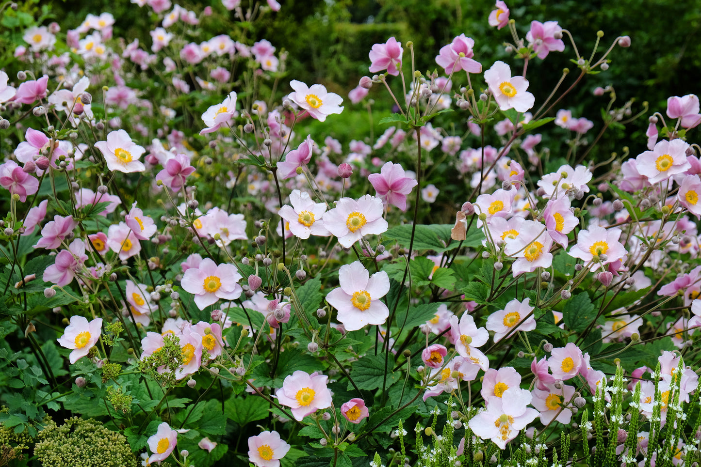 Anemone hupehensis 'September Charm' (Herfstanemoon)