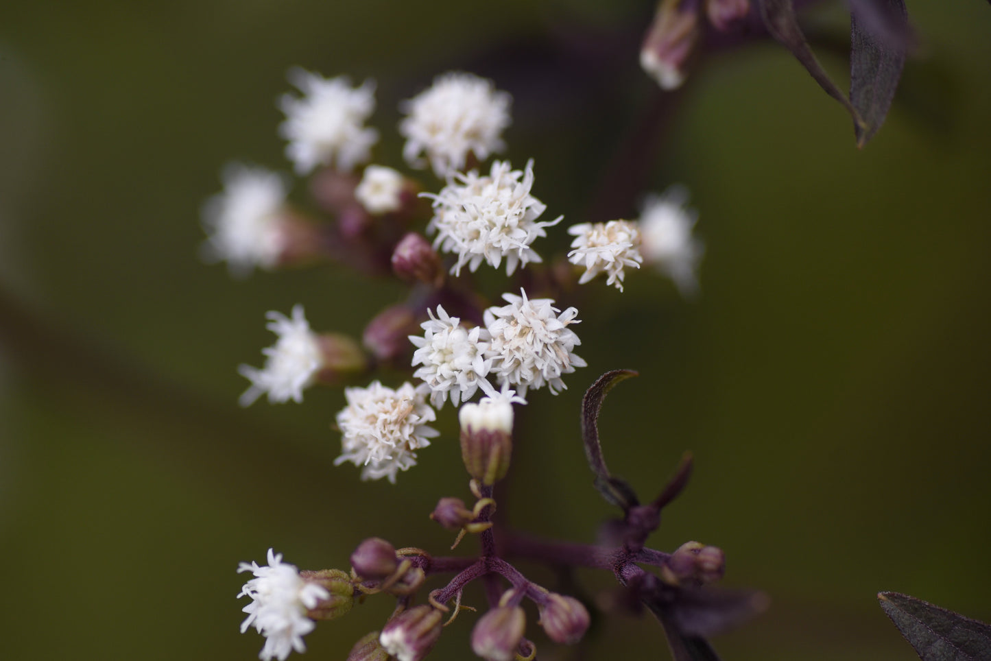 Eupatorium rugosum 'Chocolate' (Koninginnekruid / Leverkruid)