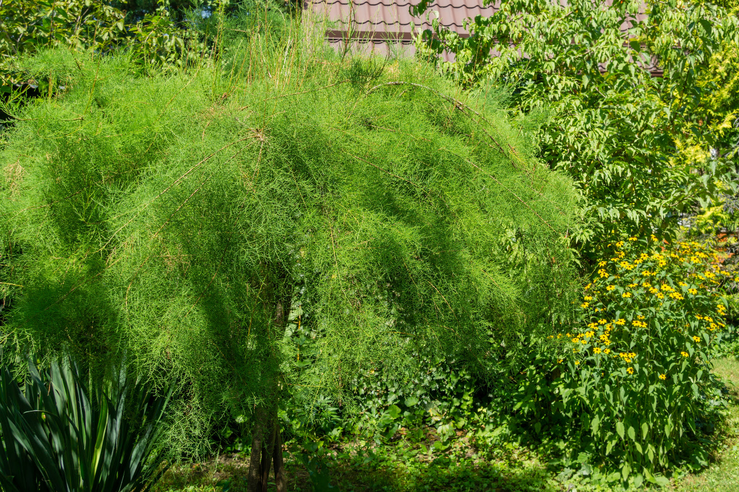 Tamarix tetrandra (Franse Tamarisk)