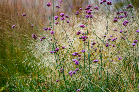 Verbena bonariensis (IJzerhard)