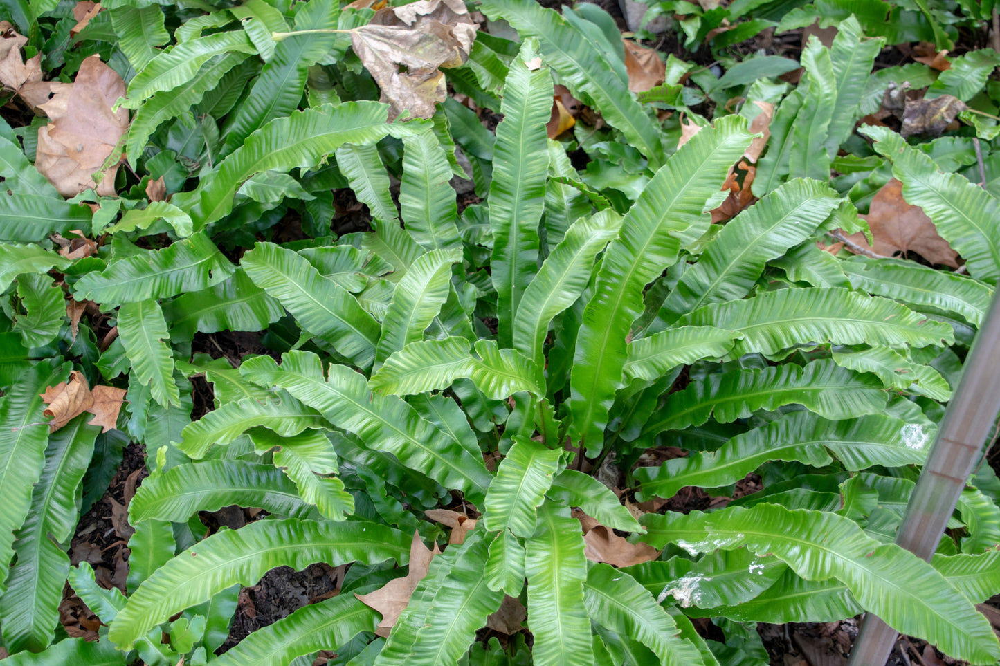 Asplenium scolopendrium (Tongvaren)
