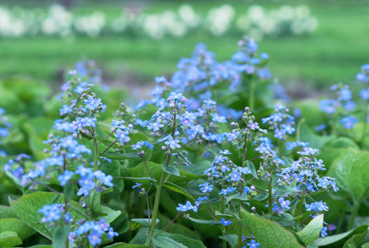 Brunnera macrophylla (Kaukasisch vergeet-mij-nietje)