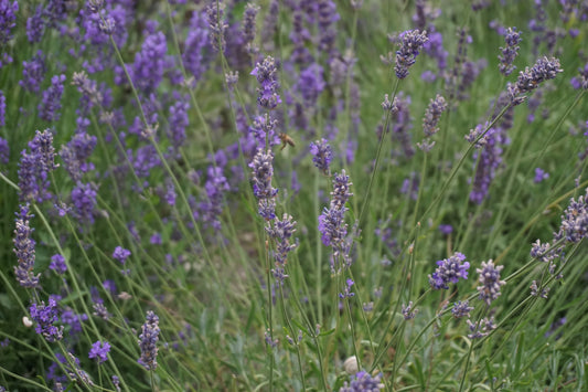 Lavandula angustifolia 'Dwarf Blue' (Dwerglavendel)