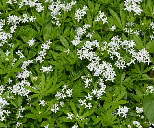 Galium odoratum (Lievevrouwebedstro)