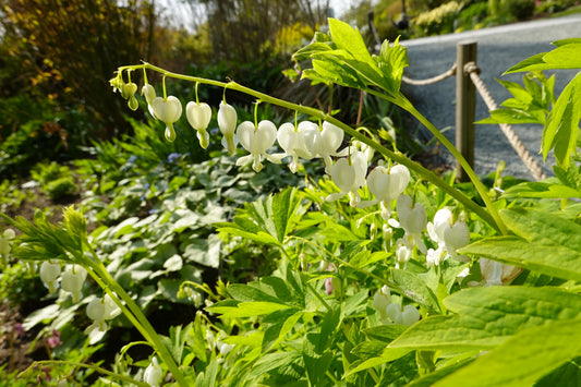 Dicentra spectabilis 'Alba' (Wit gebroken hartje)