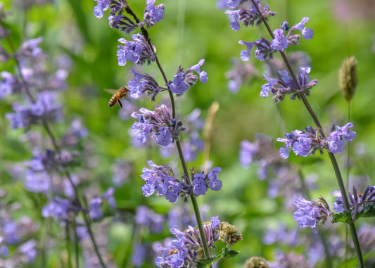 Nepeta x faassenii 'Walker's Low' (Kattenkruid)