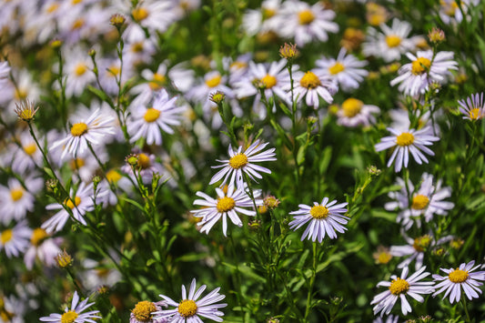 Kalimeris incisa 'Blue Star' (Zomeraster)
