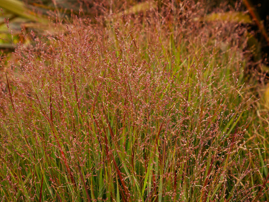 Panicum virgatum 'Shenandoah' (Vingergras)