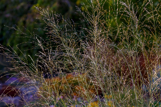Molinia arundinacea 'Transparent' (Pijpestrootje)