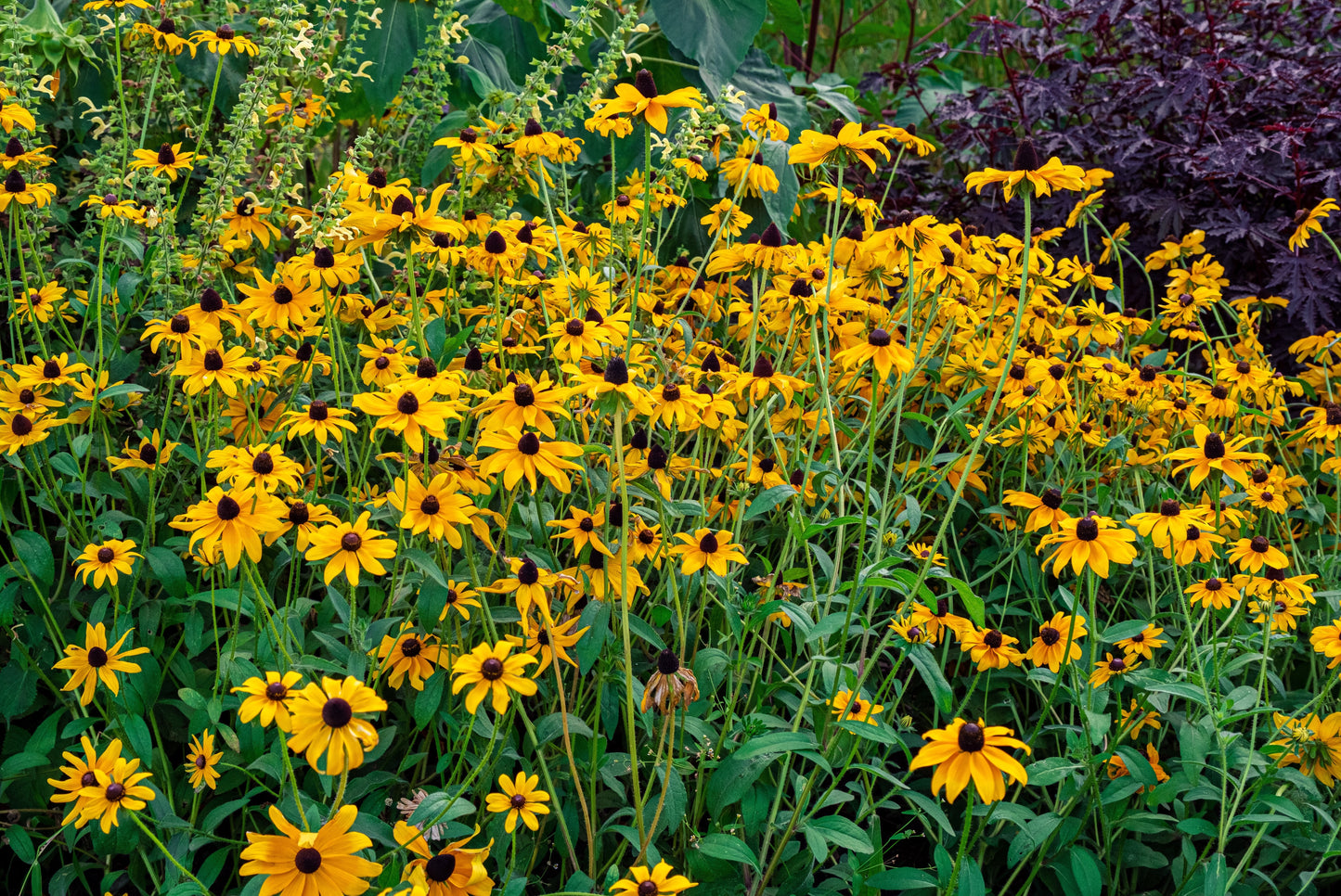 Rudbeckia fulgida 'Goldsturm' (Zonnehoed)