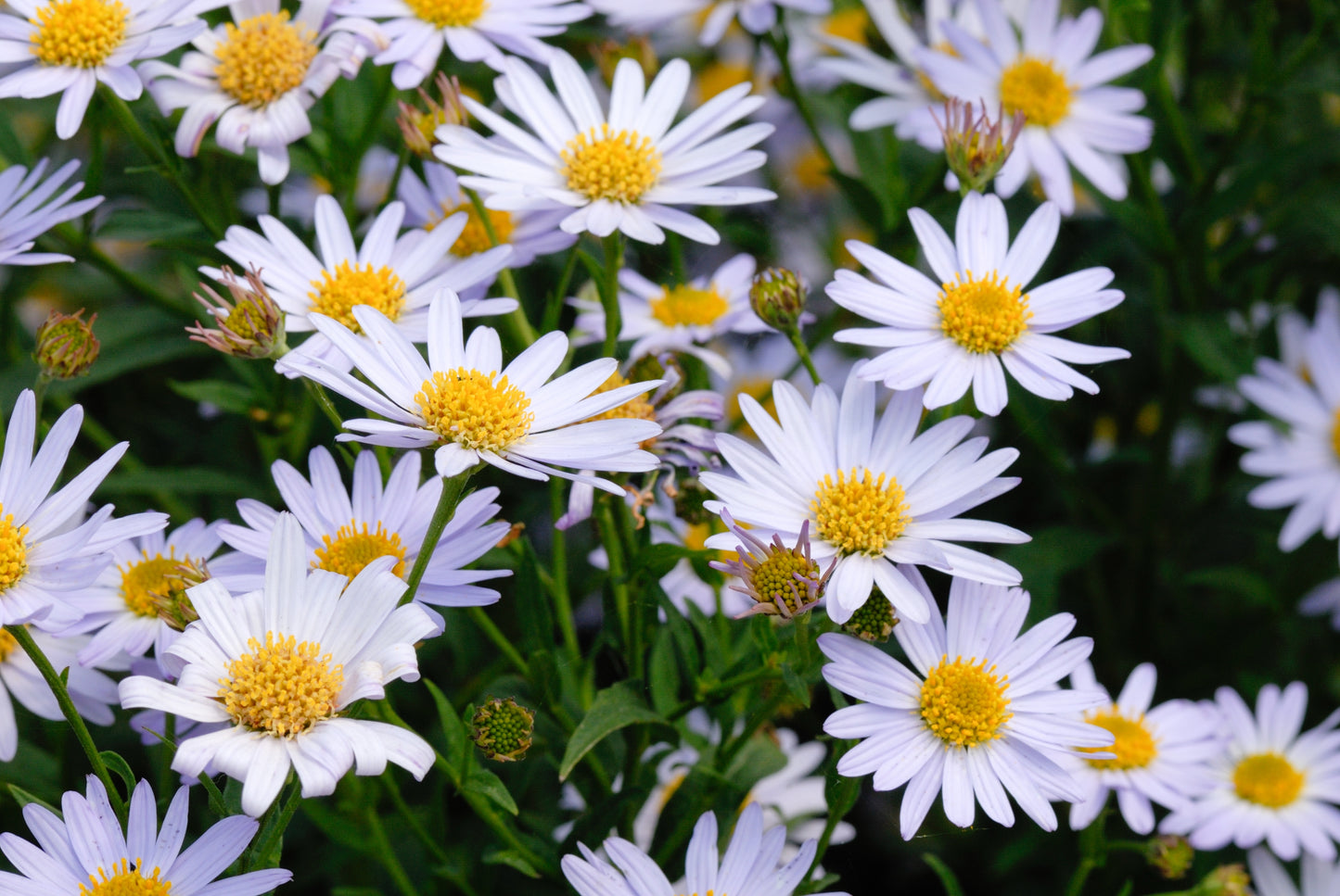 Kalimeris incisa 'Blue Star' (Zomeraster)