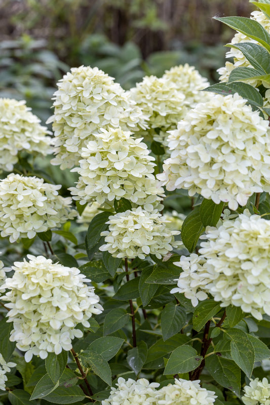 Hydrangea paniculata 'Limelight' (Pluimhortensia)