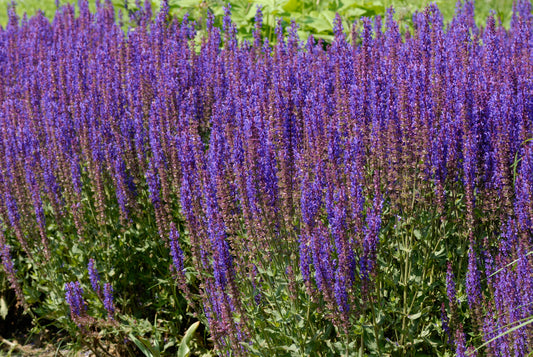 Salvia nemorosa 'Ostfriesland' (Salie)