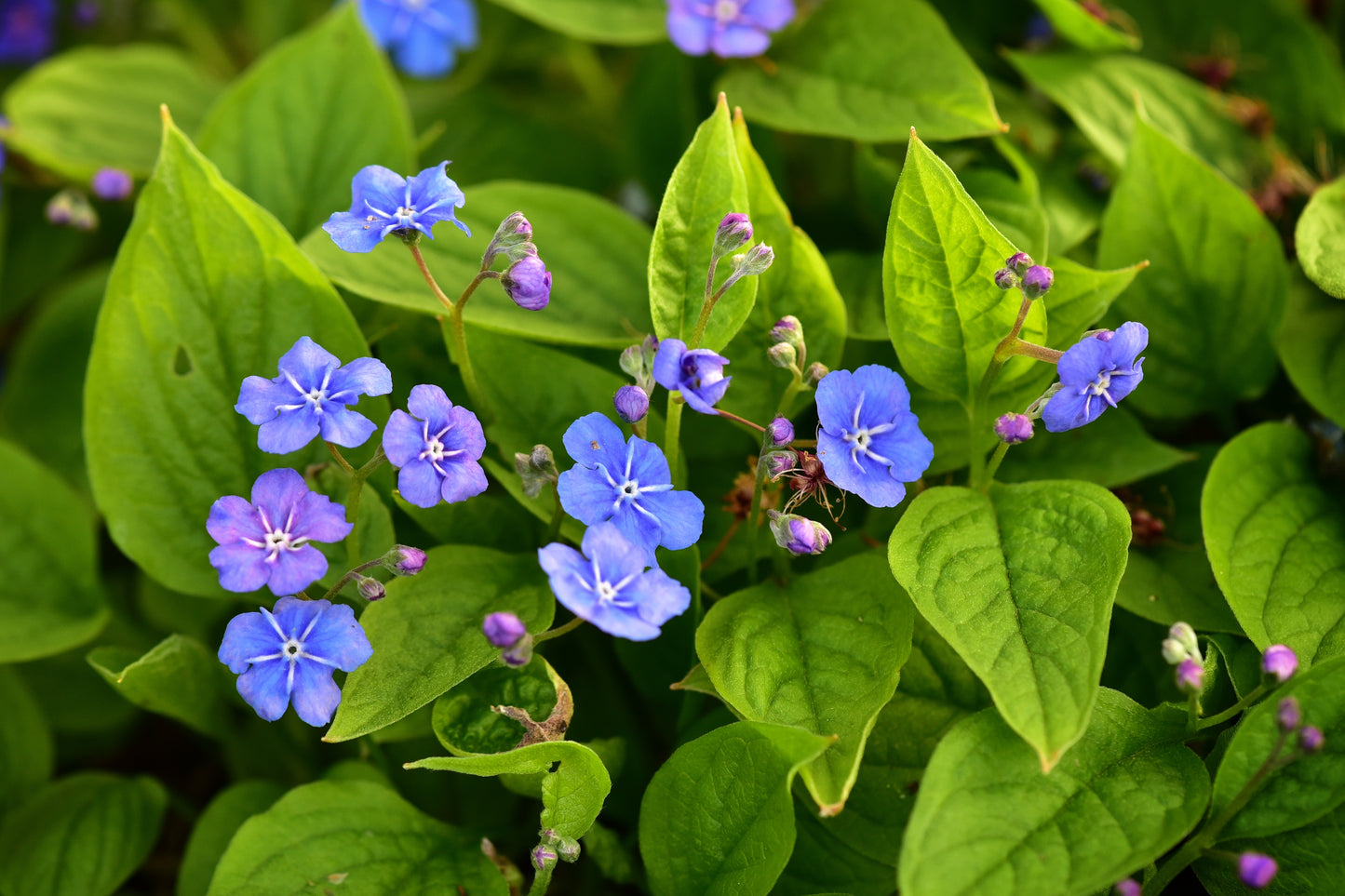 Omphalodes verna (Amerikaans vergeet-mij-nietje)
