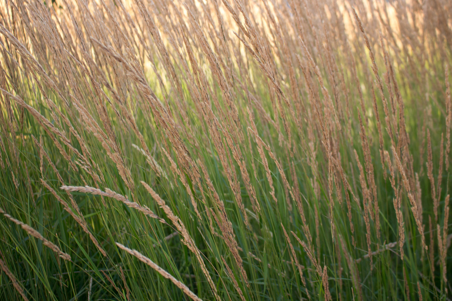 Calamagrostis acutiflora 'Overdam' (Struisriet)