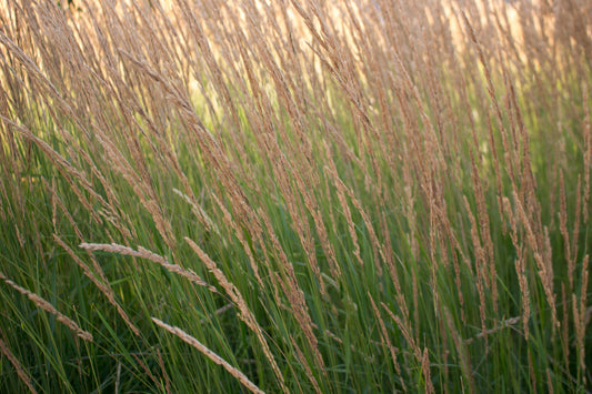 Calamagrostis acutiflora 'Overdam' (Struisriet)