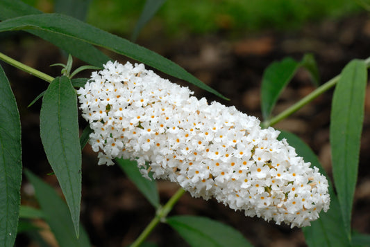 Buddleja davidii 'White Profusion' (Vlinderstruik)