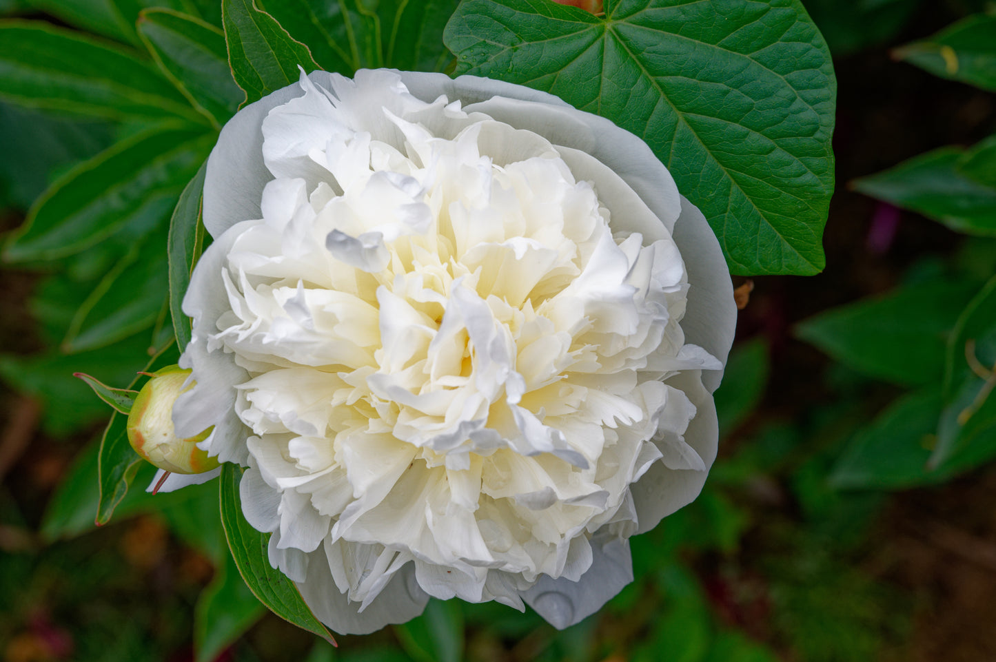 Paeonia 'Duchesse de Nemours' (Pioenroos)