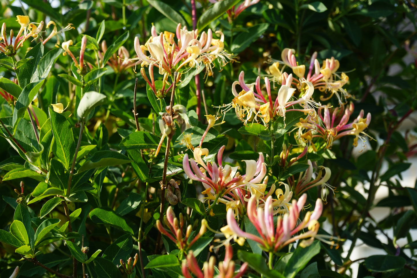 Lonicera periclymenum (Wilde Kamperfoelie)
